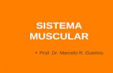 SISTEMA MUSCULAR Prof. Dr. Marcelo R. Guerino. Sistema Muscular Os ossos e as articula ç ões fornecem a estrutura e o suporte do corpo humano mas, por.