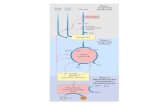 Glicogênio Estrutura / Localização Fígado Músculo esquelético Regula nível de glicose no sangue Reserva de glicose para atividade muscular persistente.