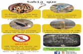 Sabia que As Beatas são o lixo mais encontrado nas praias de todo o mundo. A Beata de hoje não é biodegradável! Aves e peixes confundem Beatas com alimento.