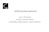 Schistosoma mansoni classe: Trematoda família: Schistosomatidae sub-famílias: Bilharzielinae e Schistosomatinae.