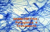 DERMAT“FITOS: Patogenia e Tratamento. Fungos dermat³fitos : grupo de fungos muito homogneo biol³gicamente. Caracterizam-se por parasitar a pele e os