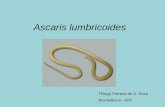 Ascaris lumbricoides Thiago Ferreira de A. Rosa Biomedicina - UFF.