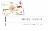 Sistema Hormonal Ciências Naturais 9º ano. Sistema endócrino  É formado por um conjunto de glândulas que tem como função a produção de hormonas. Tem.