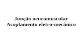 Junção neuromuscular Acoplamento eletro-mecânico.