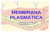 Membrana celular ou Plasmalema. ENVOLTÓRIO CELULAR MEMBRANA PLASMÁTICA Funções Proteção Permeabilidade Seletiva Composição Química Lipídeos Proteínas.