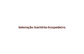 Interação bactéria-hospedeiro. Interação Helicobacter- célula durante infecção gástrica Bactérias aderidas a células intestinais.