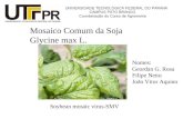Mosaico Comum da Soja Glycine max L. Soybean mosaic virus-SMV Nomes: Geordan G. Rosa Filipe Netto João Vitor Aquino.