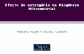 Efeito do estrogênio na Biogênese Mitocondrial Mariana Nigro e Isabel Caetano.