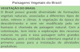Paisagens Vegetais do Brasil VEGETAÇÃO DO BRASIL O Brasil possui grande diversidade de formações vegetais naturais, associadas a diferentes tipos de solos,