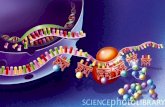 Dogma Central da Biologia Molecular DNARNAProteína Armazena as informações Exerce as funções celulares mensageiro TRANSCRIÇÃO TRADUÇÃO.