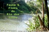 Fauna e Flora do do Rio dos Sinos Imagem:rio dos Sinos em Caraá Clicar com o mouse.