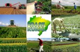 MODERNIZAÇÃO DA AGRICULTURA AGRICULTURA NO BRASIL- ANOS 50 BAIXA PRODUTIVIDADE USO DE UMA GRANDE QUANTIDADE DE TRABALHADORES (MÃO-DE-OBRA BRAÇAL) TÉCNICAS.
