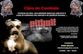 Cães de Combate Combate de cães, uma atividade ilegal que sobrevive à custa do sofrimento dos animais e da ganância humana... Rildo Silveira Created by.