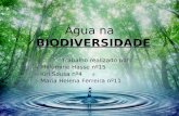 Água na BIODIVERSIDADE Trabalho realizado por: - Philumine Hasse nº15 - Iúri Sousa nº4 - Maria Helena Ferreira nº11.