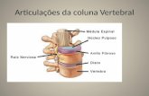 Articulações da coluna Vertebral. Ligamentos Ligamento longitudinal anterior Ligamento longitudinal posterior Discos intervertebrais.