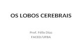 OS LOBOS CEREBRAIS Prof. Félix Díaz FACED/UFBA. PRIMEIRA PARTE PRINCIPAIS CAUSAS DAS ALTERAÇÕES DOS LOBOS CEREBRAIS.