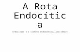 A Rota Endocítica Endocitose e o sistema endossômico/lisossômico.