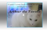 O gato é uma lição diária de afeto verdadeiro e fiel. Arthur da Távola.