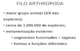 FILO ARTHROPODA maior grupo animal (3/4 das espécies); cerca de 1.000.000 de espécies; metamerização evidente: segmentos fusionados = tagmas formas e funções.