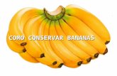 COMO CONSERVAR BANANAS. Quando comprar bananas, corte todas elas da penca, com faca ou tesoura, da forma mostrada nas fotos.