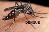 DENGUE. A dengue é uma doença infecciosa, causada por um flavivirus e transmitida pelo mosquito do gênero Aedes aegypti. Definição A Organização Mundial.
