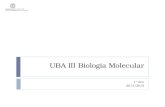 UBA III Biologia Molecular 1º Ano 2014/2015. Sumário 20 Nov 2014MJC - TP052  Apresentação das questões a preparar por cada grupo.  Preparação das respostas.