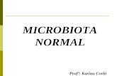 MICROBIOTA NORMAL Profª: Karina Corbi. MICROBIOTA NORMAL 1. Introdução 2. Função 3. Microbiota da pele 4. Microbiota da boca e das vias aéreas superiores.