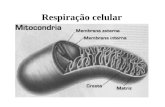 Respiração celular. Todos os seres vivos(vegetais, animais, fungos, seres protistas e moneras) respiram. A respiração celular é o fenômeno através do.