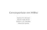 Cercosporiose em Milho Dalmo M. Ortolan Devair João Rosin Cleiton Luiz Tabolka Mauricio Sartor.