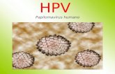 HPV Papilomavírus humano. EPIDEMIOLOGIA. 20 MILHÕES DE PESSOAS ESTÃO INFECTADAS NO BRASIL. A CADA 10 MULHERES, 9 TÊM HPV.. O CÂNCER DE COLO DE ÚTERO (CAUSADO.