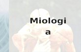Miologia. Sistema Muscular - Movimentação de segmentos do corpo; -Manutenção da postura; -Estabilização das articulações; - Proteção dos órgãos; - Controlam.