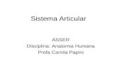 Sistema Articular ASSER Disciplina: Anatomia Humana Profa Camila Papini.