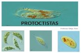 PROTOCTISTAS Professor Diêgo Teles. PROTOZOA Existem cerca de 80.000 espécies descritas; Todos possuem uma única célula; Eucarióticos; Protozoa = protistas.