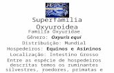 Superfamília Oxyuroidea Familia Oxyuridae Gênero: Oxyuris equi Distribuição: Mundial Hospedeiros: Equinos e Asininos Localização: Intestino Grosso Entre.