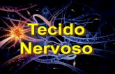 (EXCITABILIDADE E CONDUTIBILIDADE) Estrutura do NEURÔNIO Estrutura do NEURÔNIO Transmissão de impulsos nervosos Transmissão de impulsos nervosos Pericário.