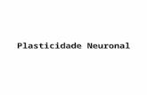 Plasticidade Neuronal. Plasticidade do cérebro normal Mecanismos de plasticidade cerebral incluem a capacidade para mudanças neuroquímicas, na estrutura.