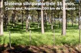 Sistema silvipastoril de 15 anos, Cerro azul, Argentina. 350 km de Chapecó.