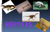 CARACTERÍSTICAS GERAIS  Répteis do latim REPTARE= RASTEJAR.  Têm cerca de 7 mil espécies.  Surgiram há cerca de 300 milhões de anos.  Vivem em ambientes.