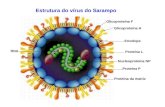 Estrutura do vírus do Sarampo Glicoproteína F Glicoproteína H Envelope Proteína da matriz Proteína P Proteína L Nucleoproteína NP RNA.