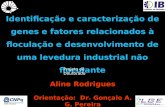 Identificação e caracterização de genes e fatores relacionados à floculação e desenvolvimento de uma levedura industrial não floculante Aline Rodrigues.