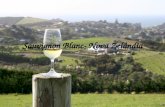 Sauvignon Blanc- Nova Zelândia. Vitivinicultura na Nova Zelândia As primeiras plantações de uvas viníferas são do ano de 1819; Em 1970 houve a substituição.