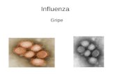 Influenza Gripe. Componentes básicos do vírus. Tipos de influenza -O ácido nucleico e a matriz proteica – proteina M – classificam o Influenza em três.