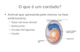 O que é um cordado? Animal que apresenta pelo menos na fase embrionária: – Tubo nervoso dorsal – Notocorda – Fendas faringianas – Cauda.