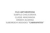 FILO ARTHROPODA SUBFILO CHELICERATA CLASSE ARACHNIDA ORDEM ACARINA SUBORDEM IXODIDES “CARRAPATOS”