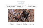 COMPORTAMENTO ANIMAL Prof. Ronei Baldissera. Artigo: Snowdown, C. 1999. O significado da pesquisa em comportamento animal. Leitura obrigatória. Link: