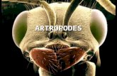 ARTROPODES. Artrópodes = pés articulados 5 classes de artrópodes Insecta Crustacea Diplopoda Chilopoda.