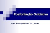 Fosforilação Oxidativa Prof. Rodrigo Alves do Carmo.