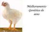 Melhoramento Genético de aves. Produção frango de corte (dinâmica) (45g)  42 dias (1008 horas)  (2,559 kg) - ganhando  59,86 g/dia  2,49 g/hora.