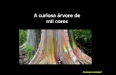 A curiosa árvore de mil cores Avanço manual. À primeira vista, pode parecer que a árvore que ilustra este artigo tenha sido alvo de alguns grafittis ou.