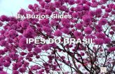 Por souz64@hotmail.com By Búzios Slides IPÊS DO BRASIL Automático.